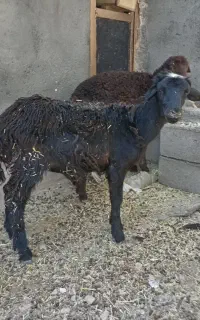 بره ماده