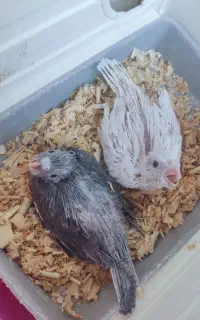 جوجه عروس هلندی سرلاکی