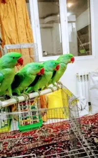 دریای شاه طوطی ملنگو نر ماده دستی سخنگو ضمانت کتبی
