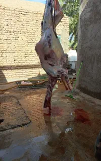 قربانی و ذبح حلال گوشت