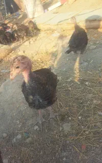 جوجه بوقلمون ۸۰ روزه