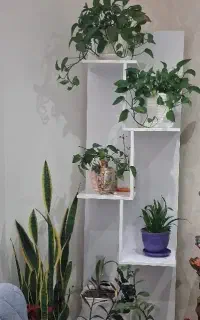 استند گل