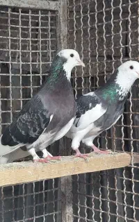 کبوتر. شازه و ابلغی