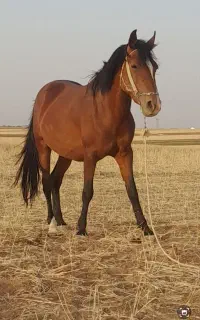 اسب وکره