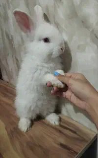بچه خرگوش