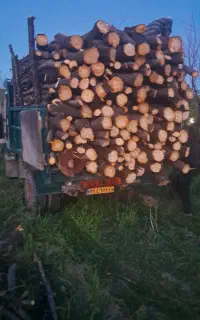 خریدار چوب صنوبر و گردو و میوه