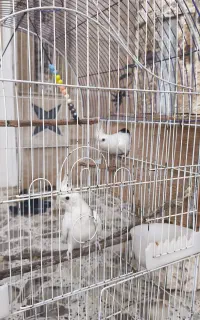 عروس هلندی