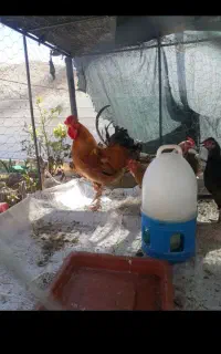 مرغ وخروس