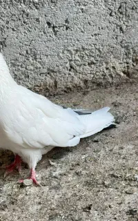 دم سبز