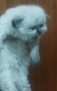 پرشین سوپرفلت