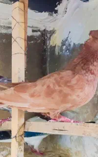 کفتر کبوتر طوقی زردی چادری کاکلی بی نظیر گرفتنی