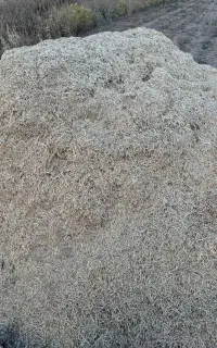 کاه نخود درجه یک