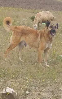سگ‌سرابی