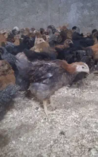 جوجه کشاورزی ومحلی