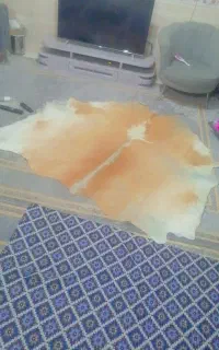 پوست گاو بزرگ خوش رنگ
