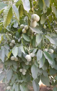 ..گردو تازه