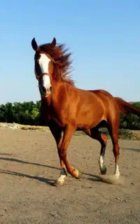 اسب عرب ترک