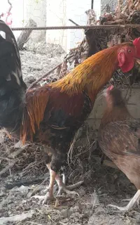 خروس جوان
