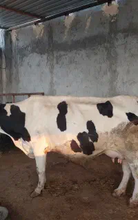 گاو هلشتاین شیری