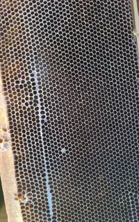 پوکه کندو زنبور عسل