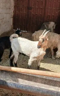 کولار ماده چاق زه نکرده