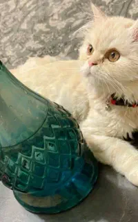پرشین نر