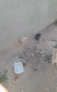 یک سگ ماده و سه توله هاش