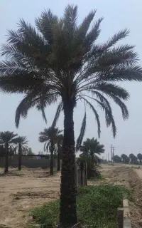انواع نخل های سردسیر گرمسیر