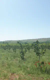 باغ 3000.  هزار متر
