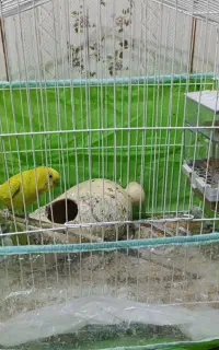 قفس پرنده