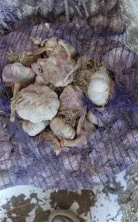 بذر سیر گوگان بذر کاملا خشک شده درجه یک