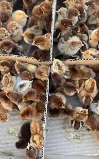 فروش ویژه جوجه محلی قیمت ها رقابتی