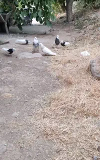 طوق