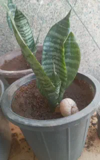 گل وگیاه