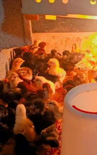 فروش جوجه محلی 3 روزه