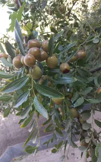 عناب تازه سبز