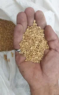 گندم تهمی درجه یک
