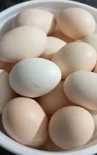 تخم مرغ محلی