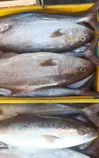 خریدوفروش وپخش ماهی جنوب