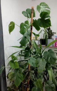 برگ انجیری سالم و سرحال