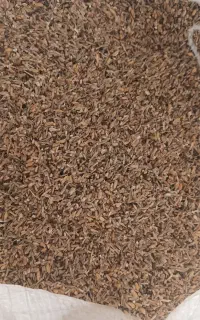 خوراک دام