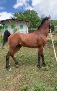 نریان کرد سر و دم گیر