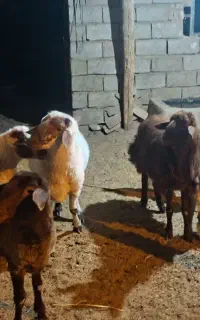 بره نر وماده