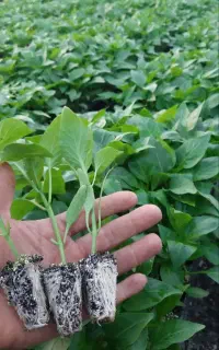 نشاخانه (تولید انواع نهال صیفی وسبزی)