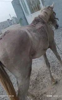 اسب