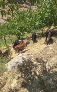 چندراس گاو وگوساله به فروش میرسد