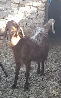 بز دورگه با کره ماده