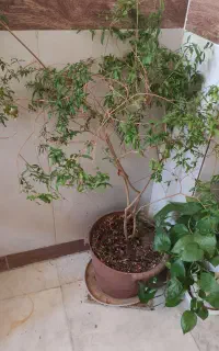 گل خانگی
