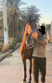 اسب مادیون