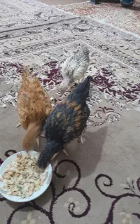 جوجه مینیاتوری